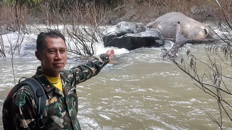 วิถี...ช้างป่าเขาใหญ่ อีกกี่ชีวิตที่ต้องตาย