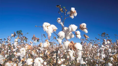 จีเอ็มโอ...ลดฆ่าตัว?