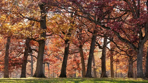 ทำแผนที่พันธุกรรมวิวัฒนาการต้นโอ๊ก