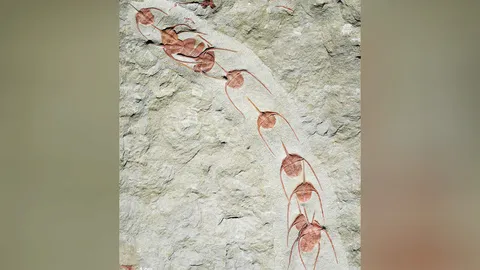 แถวฟอสซิลไทรโลไบต์ชี้ถึงพฤติกรรมซับซ้อน