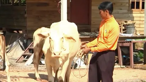 เจ้าของน้ำตาไหล โจรลักแม่วัวท้องแก่ ไม่ฆ่า แต่นำมาคืน 