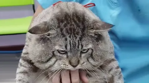 รู้จัก "แก้มป่อง แมวมีเหนียง" แต่นิสัยเหมือนหมา น่ารัก มนุษย์เอ็นดู (คลิป)