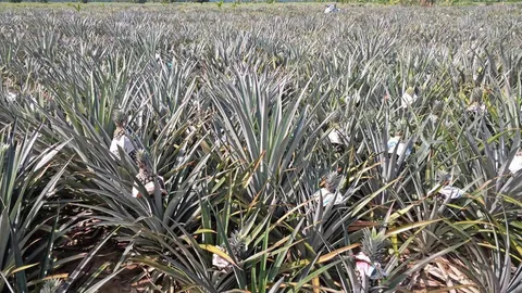 หน้ามองฟ้า เท้าหยั่งดิน : สับปะรดระวังยอด-รากเน่าฯ