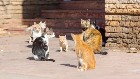 ห้องร้องทุกข์ : ชาวหมู่บ้านอยู่เจริญร้องมา แมวจรจัดเต็มไปหมด วอนเขตห้วยขวางมาดูแลหน่อย