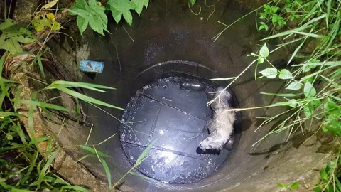 กู้ภัยกระบี่ช่วยสุนัขตกบ่อร้างลึก 4 เมตร ดึงขึ้นมาได้ สะบัดเชือกหนีหายเลย