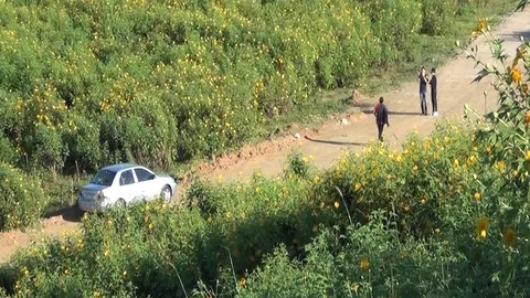 ชวนเที่ยวลำปาง สัมผัสลมหนาว ชมวิวทุ่งดอกบัวตอง 500 ไร่ที่ กฟผ.แม่เมาะ (คลิป)