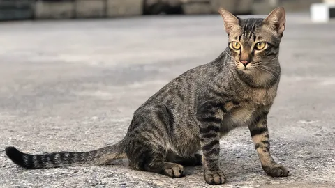 ทาสต้องระวัง เล่นฟัดกับน้องแมว เสี่ยงติดเชื้อ "ท็อกโซพลาสมา" ไม่รู้ตัว