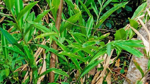 เร่ว...สมุนไพรไทย แก้ท้องอืด เฟ้อ ช่วยขับลม และเป็นยาระบาย