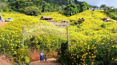 สัมผัสวิถีชาติพันธุ์ 7 ชนเผ่า ยลบัวตองบานบนดอยหัวแม่คำ