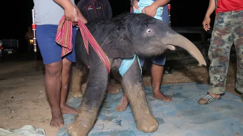 ชมคลิปนาทีช้างตกลูก "พลายน้ำพุ" ลูกแม่น้ำอ้อย กับพ่อเบิร์ด อุแว้ดูโลก