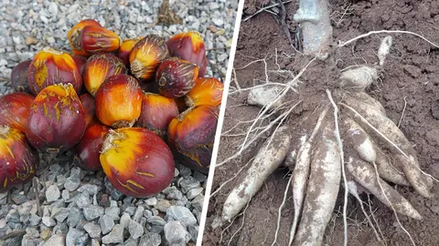 เกษตรกรเฮ “มัน-ปาล์ม” ราคาพุ่ง