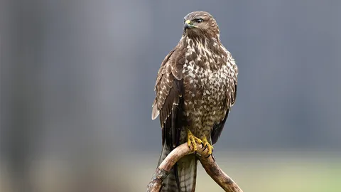 เปิดฟ้าภาษาโลก : Watch like a hawk