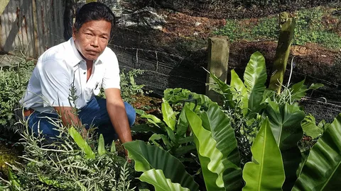 เฟิร์น…คิดแค่ปลูกประดับ สู่ไม้ทำเงินเดือนละแสน