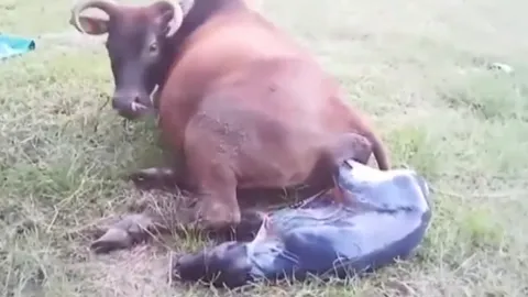 เจ้าของดีใจ วัวตกลูกตัวที่ 10 หน้าศาลพระภูมิ คอหวยส่องเลขที่บ้านเด็ด (คลิป)