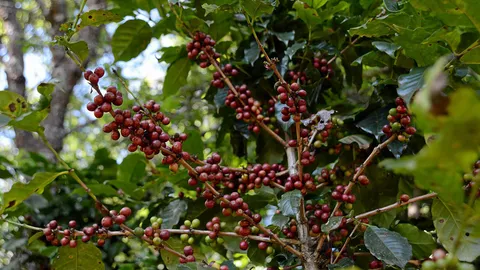 ดื่มคาเฟ่ อเมซอนบนไทยสมายล์ “โออาร์” หนุนชาวเขาปลูกกาแฟ