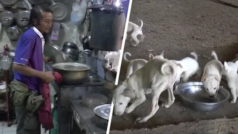 หนุ่มวัย 58 ประกาศขายไต หวังนำเงินซื้ออาหารเลี้ยงหมาแมว 100 กว่าตัว