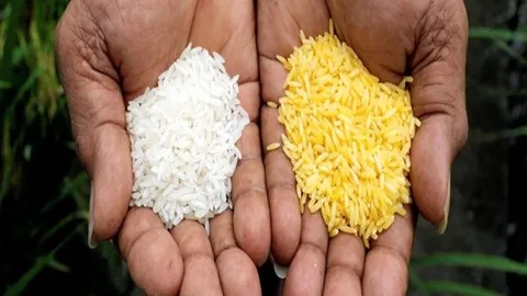 บังกลาเทศเตรียม ปลูกข้าวสีทอง