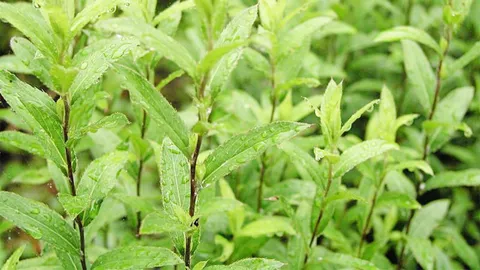 “โกฐเขมา” ช่วยย่อยสลายอาหารไขมัน และมีฤทธิ์ต้านภาวะเครียด