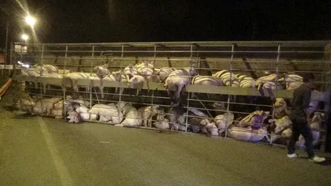 รถหมูยางแตก ข้ามเลนพลิกคว่ำ ทำเจ็บตายเกลื่อน ร้องครวญครางกว่า 4 ชม. 