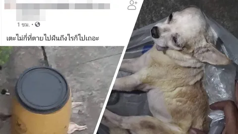 ชิวาว่าเป็นศพถูกทิ้งถังขยะ เพจดังอ้าง หนุ่มวินเตะตาย แม่บอกลูกป่วย