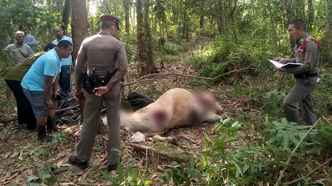 เจ้าของช็อก โจรขโมยวัวไปเชือด ตัดขา เฉือนจู๋ คาดฝีมือแก๊งดมกาว 