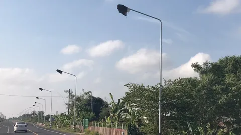 ชาวนาที่นางรอง แจงเอาถุงครอบไฟส่องทาง เหตุแสงส่องทำต้นข้าวในนาไม่สุก