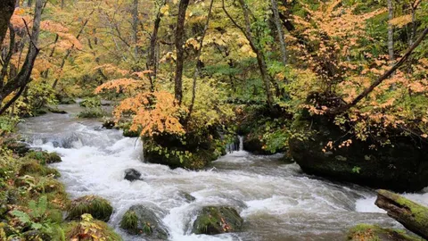 "ลำธารโออิราเซะ" งดงามสายน้ำโอบล้อมด้วยใบไม้เปลี่ยนสีใน "อาโอโมริ"