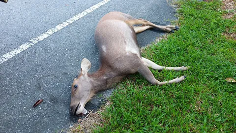 กวางป่าเขาพลายดำวิ่งพรวดจากป่า จะข้ามถนน เก๋งวิ่งมาชนตายคาที่