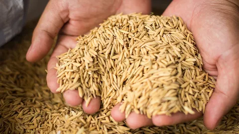 รัฐจัดหนักอีก 7 หมื่นล้าน ไฟเขียว 3 มาตรการดึงราคาข้าวเปลือก