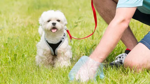 เปิดม่าน joke opera : อิฐชีวภาพจาก “ขี้หมา”