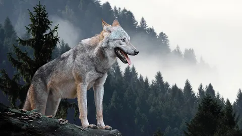 ชักธงรบ : หมาป่ากับหมาบ้าน