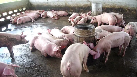 หน้ามองฟ้าเท้าหยั่งดิน : ร่วมด้วยช่วยยัน ASF