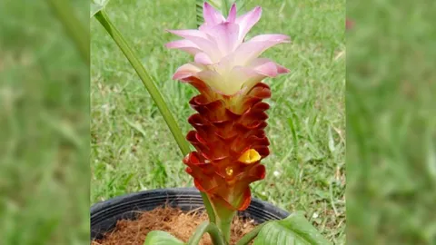 สวีทดรีม..กระเจียวพันธุ์ใหม่