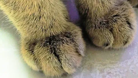 กลยุทธ์ในการเคลื่อนไหวของสัตว์ 4 เท้า