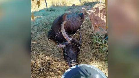 แม่เฒ่านิมนต์พระสวด "เจ้าคบ" ควายดราม่าถูกล่ามผอมโซ ล่าสุดตายแล้ว