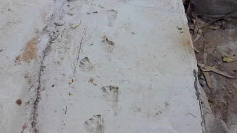 ฝันเห็นกุมาร ตื่นมาพบรอยคล้ายเท้าเด็กหลังรูปปั้นพญานาค เชื่อมาให้โชค