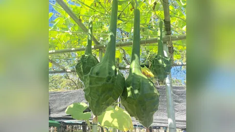 น้ำเต้ามังกร