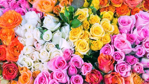 หน้ามองฟ้าเท้าหยั่งดิน : หัวลมหนาว กุหลาบระวังราแป้ง