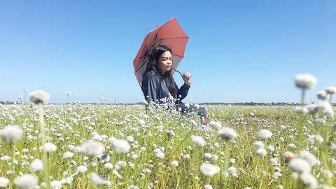 เที่ยวอุบลฯ รับลมหนาว ชวนมาถ่ายรูปทุ่งดอกกระดุมเงิน ที่หนองหญ้าม้า