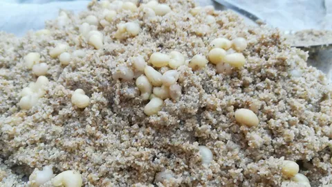 หน้าหนาวชาวบ้านขุดไข่แมงมันขายที่ตลาดใต้ที่พิษณุโลก ราคาโหด กก.ละพันบาท
