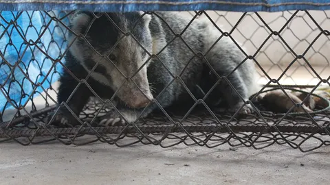 ชาวบ้านเจริญซับ ช่วยหมูหริ่งถูกหมาไล่ต้อน แจ้งอช.ทับลานมารับไปปล่อยป่า