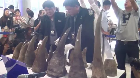 ยืนคุก 4 ปี 2 สาวไทย-รองอัยการฯลด 2 ปี คดีขนนอแรด จ่อประกันสู้ชั้นฎีกา