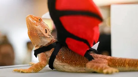 เบียร์ดดรากอน..มังกรเครา