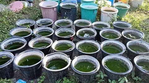 เพาะลูกไรในถัง เวอร์ชัน บุรีรัมย์