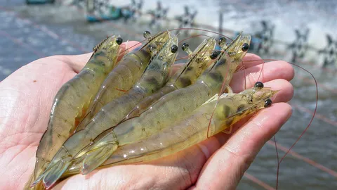 สมาคมกุ้งไทยดิ้นหนีตายสุดฤทธิ์ วอนรัฐช่วยรายย่อยเข้าถึงเงินทุนเพิ่มยอดการผลิต