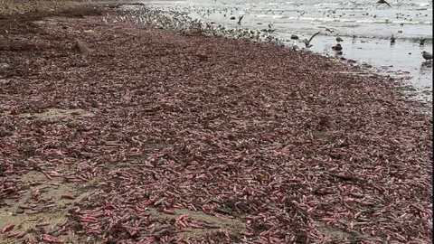 ตะลึง ‘ปลากระจู๋’ เกลื่อนหาดแคลิฟอร์เนีย เจอแดดแผดเผา ซ้ำเผชิญนักล่า