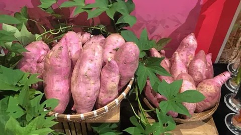 มันเทศพันธุ์ใหม่...พิจิตร 2 ตอบโจทย์อุตสาหกรรมแป้ง