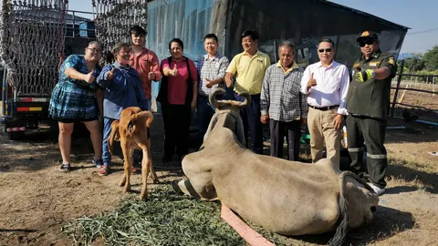 คนใจบุญที่นนทบุรีรุดขอไถ่ชีวิต วัวแม่ลูกรอดจากโรงเชือด ได้มีบ้านใหม่