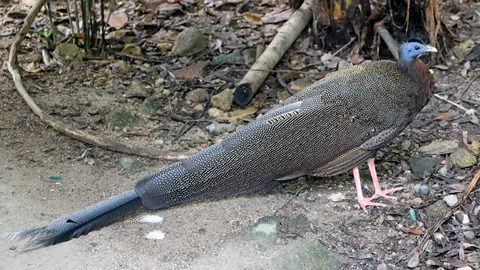 “นกหว้า” พญาระกาแห่งปักษ์ใต้