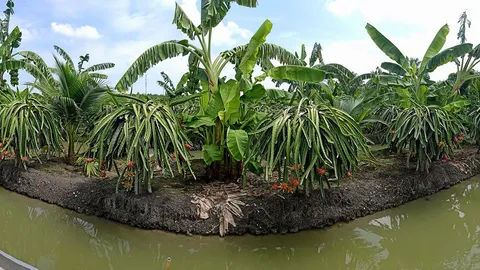 สวนผลไม้นายตั้ม...บ้านแพ้ว เมินคนกลาง แปรรูปครบวงจร